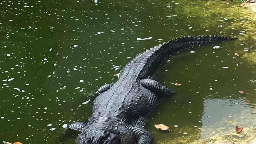 Alligator, resident of Calusa Nature Center's gator pond