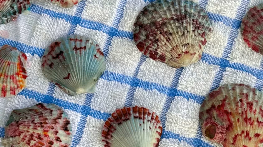 Rows of colorful scallop shells laid out on a blue-and-white towel.