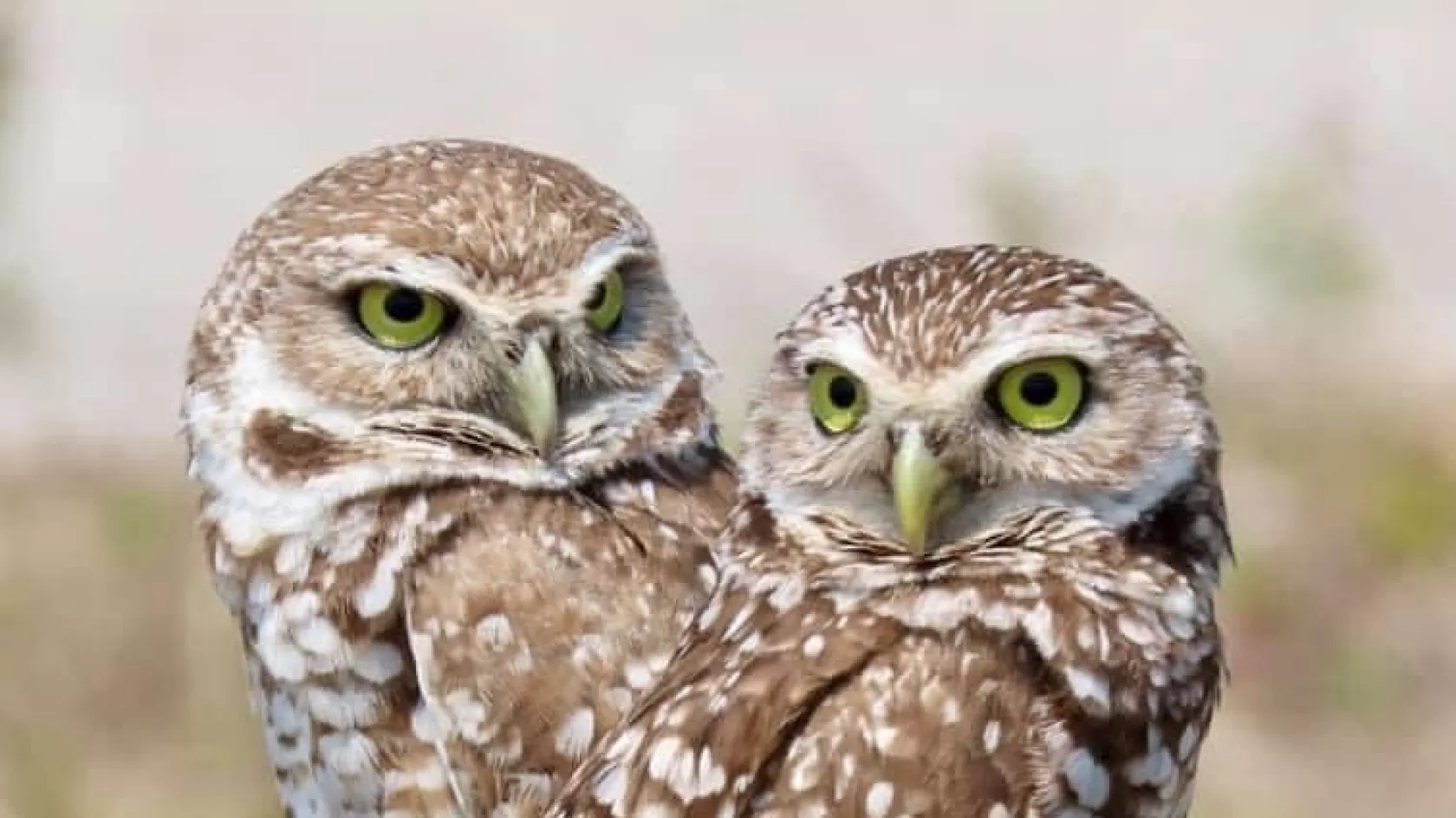 Burrowing Owl Pair