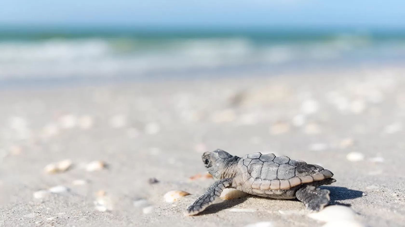 Help protect wildlife when you stay at a Kind Traveler hotel