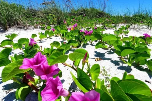 Beach flowers