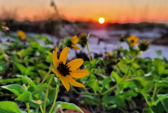 Flowers on beach at sunset