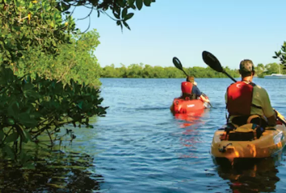 2 people paddle through a mangrove forrest