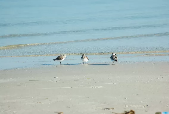 Bowditch Point Park Sandpipers