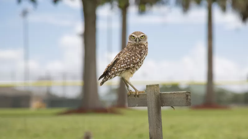 burrowing owl in Cape Coral standing on wooden cross